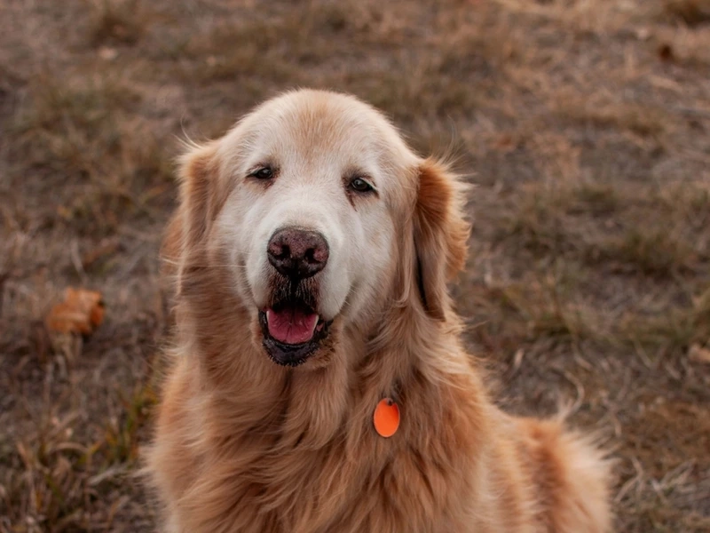 Bé nhỏ siêu xinh là chó Golden Retriever con