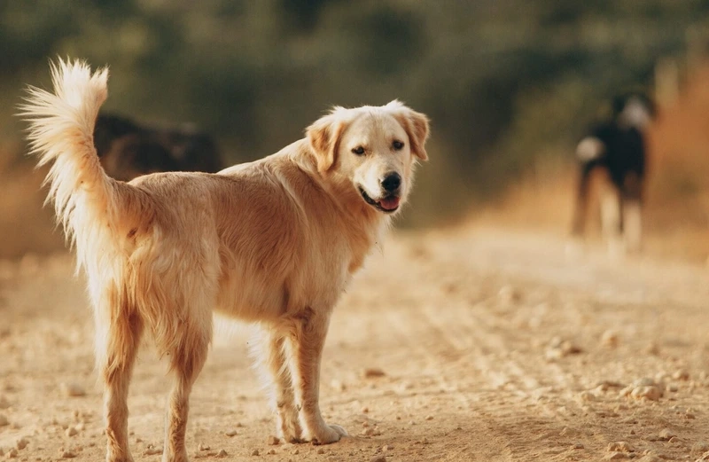 Lông vàng mềm mại nổi bật của chó Golden Retriever lông vàng