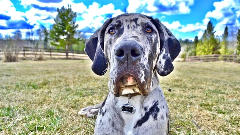 Đặc điểm của chó Great Dane đầy ấn tượng