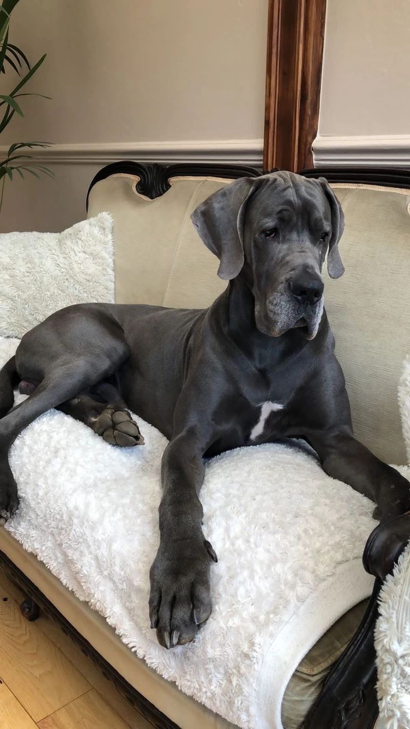 Bé yêu của bạn là chó Great Dane cute dễ thương
