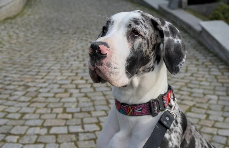 Ai cũng mê chó Great Dane dễ thương