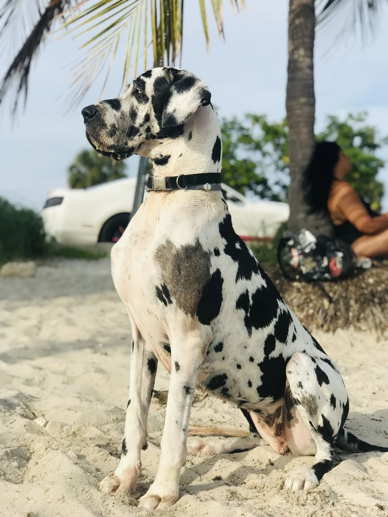 Khám phá tính cách chó Great Dane con tinh nghịch