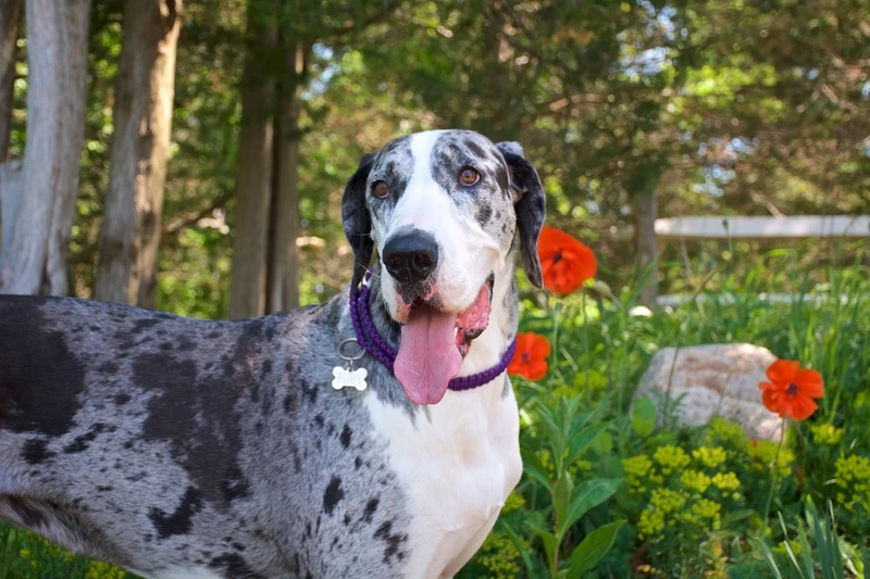 Phong thái ngầu của chó Great Dane ngầu khiến ai cũng thán phục