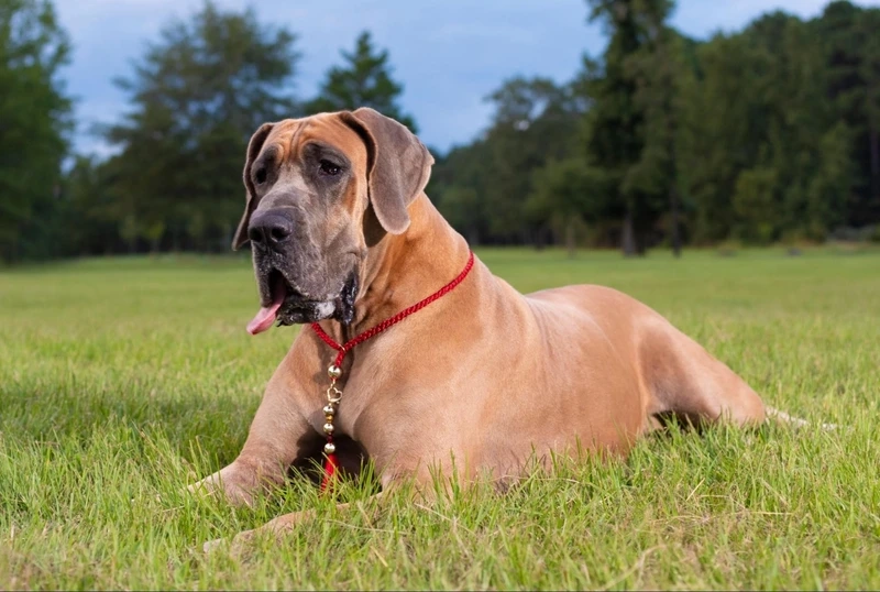 Hãy yêu thương chó Great Dane hiền lành quanh bạn