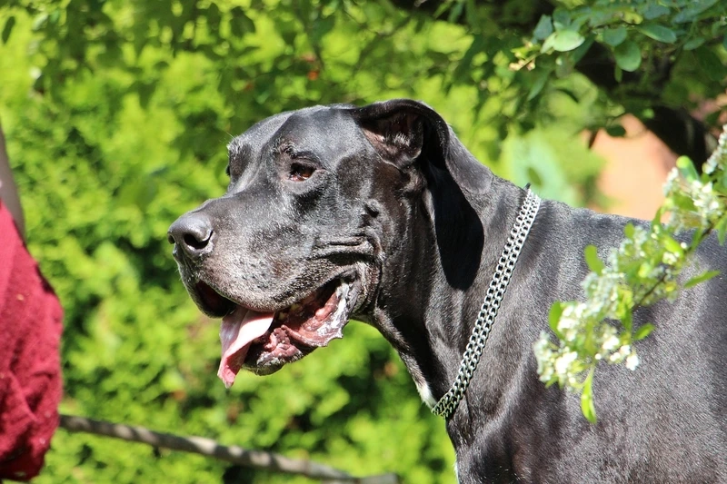 Cười thả ga với meme chó Great Dane cực hài hước