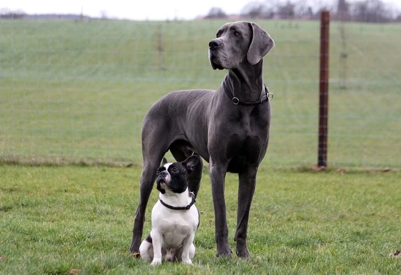 Sắc đẹp huyền bí của chó Great Dane màu đen tuyệt vời