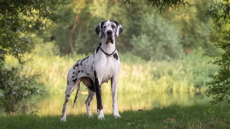 Chọn ngay avatar chó Great Dane cho trang cá nhân của bạn