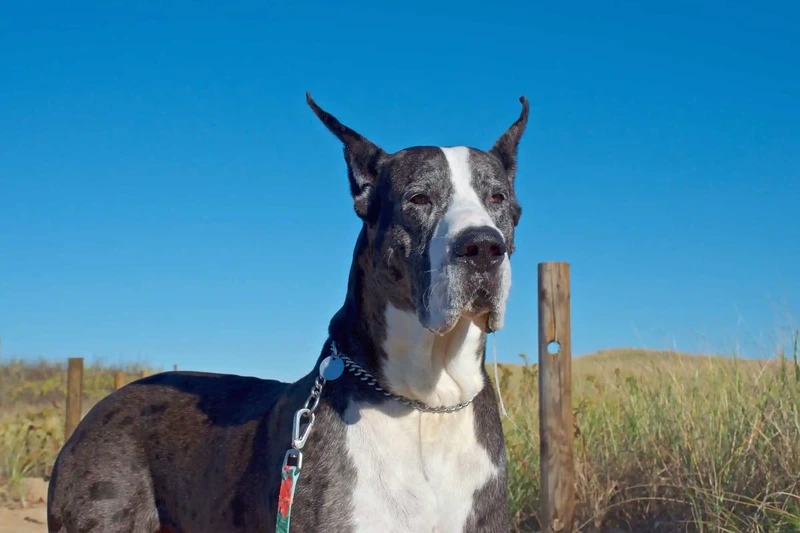 Thư giãn cùng hình nền chó Great Dane siêu dễ thương