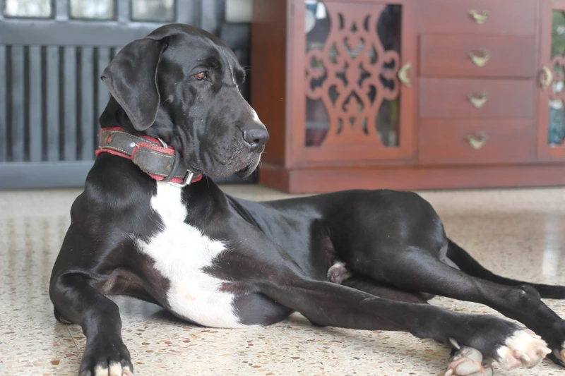 Trung thành và đáng yêu là chó Great Dane trung thành