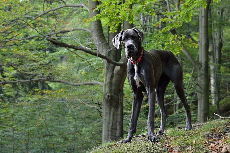 Khám phá trí thông minh của chó Great Dane thông minh tuyệt vời