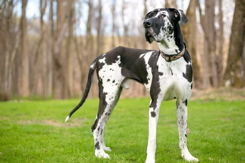 Chơi đùa không ngừng với chó Great Dane chơi đùa thú vị