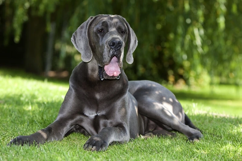 Sức mạnh vượt trội của chó Great Dane to lớn khiến ai cũng ngạc nhiên