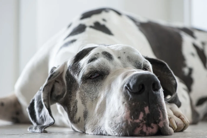 Nhìn là yêu ngay chó Great Dane đáng yêu