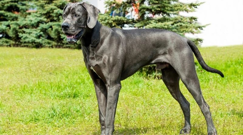 Chân dài tự nhiên của chó Great Dane chân dài nổi bật