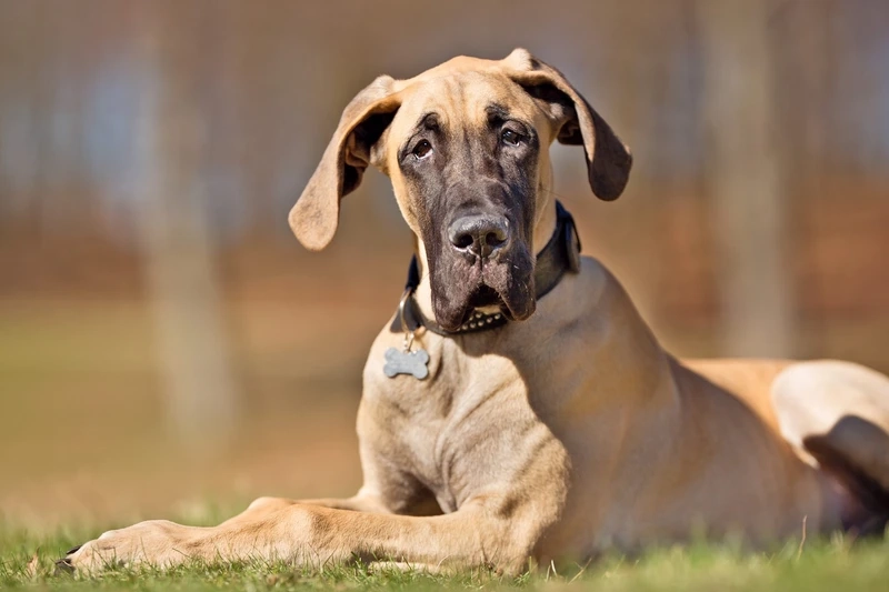 Phong thái oai vệ của chó Great Dane oai vệ thu hút mọi ánh nhìn