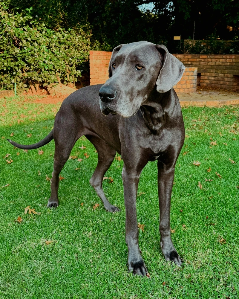 Lưu giữ khoảnh khắc chó Great Dane đáng nhớ mỗi ngày