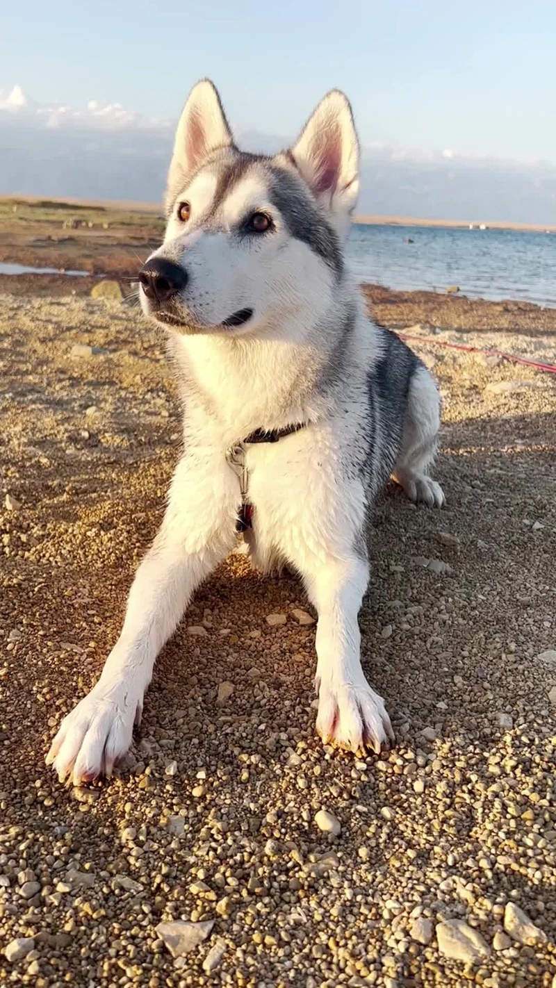 Đặc điểm của chó Husky đầy cuốn hút