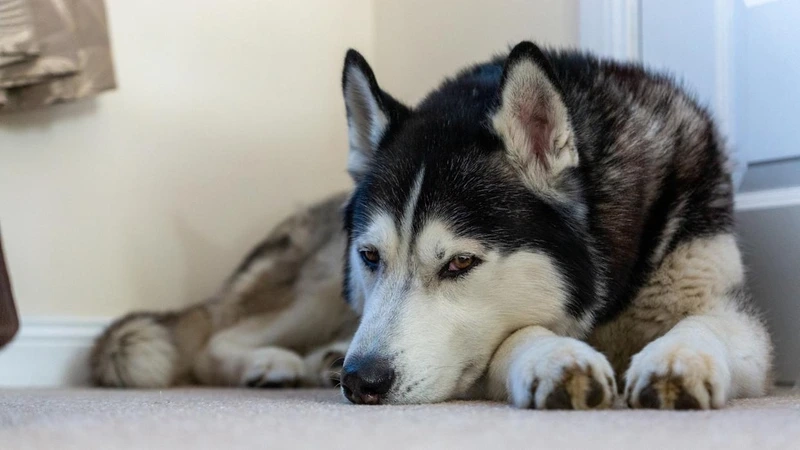 Biểu cảm ngáo đáng yêu của chó Husky ngáo