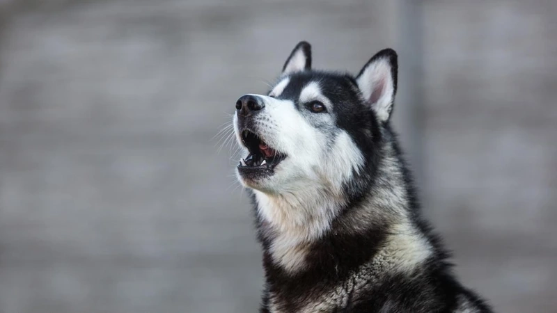 Tan chảy trước nét xinh của chó Husky cute