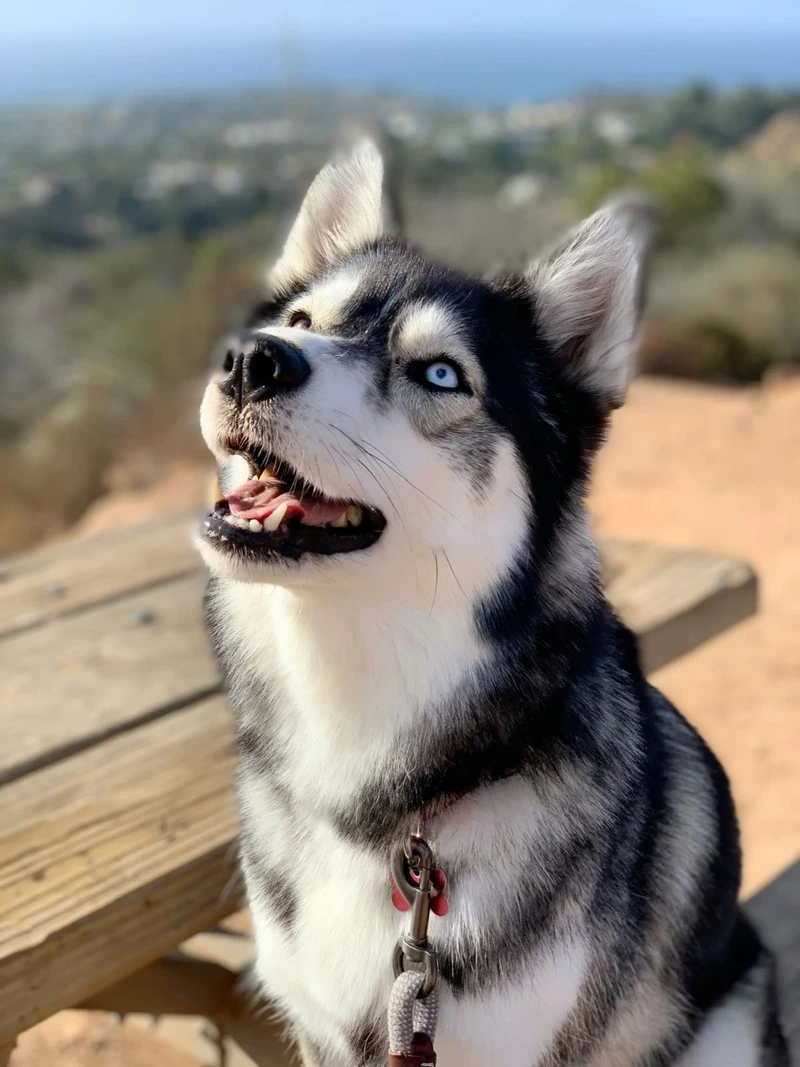 Siêu ngáo cực dễ thương là chó Husky đại ngáo