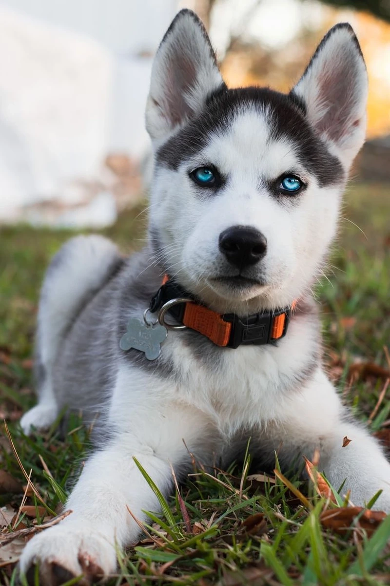 Ánh mắt xanh hút hồn của chó Husky mắt xanh