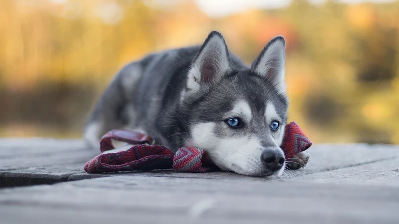 Bé nhỏ đáng yêu là chó Husky con