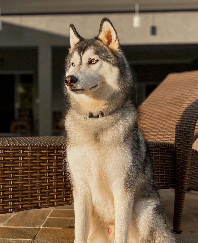 Màu đen trắng nổi bật của chó Husky màu đen trắng