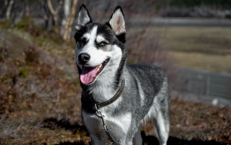 Biểu cảm giận dỗi siêu đáng yêu của chó Husky giận dỗi