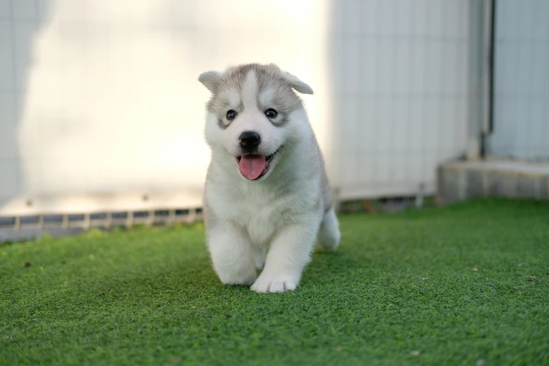 Hài hước lan tỏa cùng chó Husky hài hước