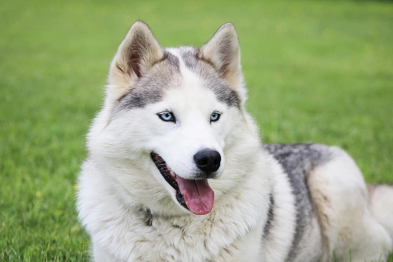 Meme vui nhộn khó quên với meme chó Husky