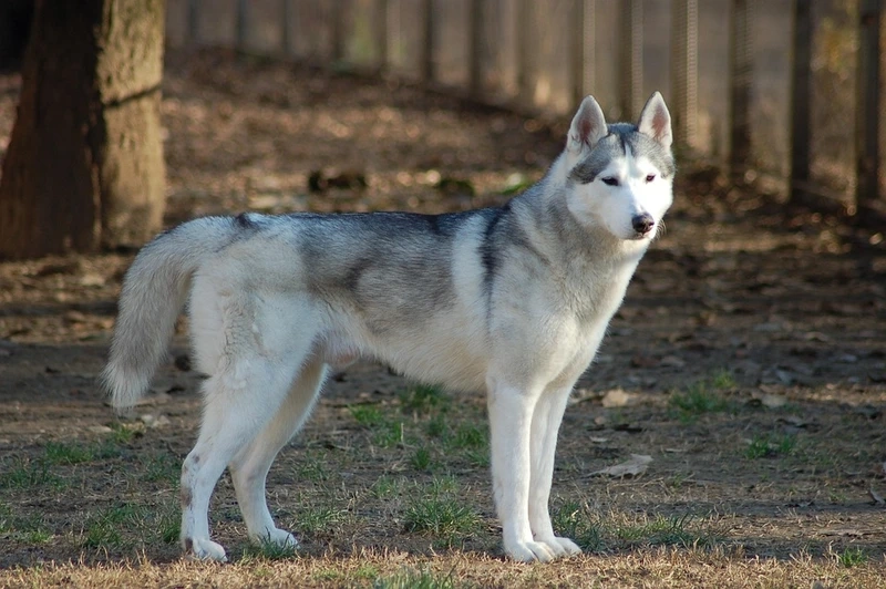 Ảnh đại diện cực xinh từ avatar chó Husky