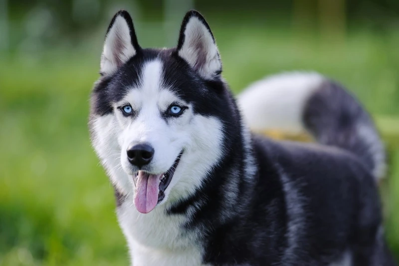 Hình nền nổi bật dễ thương với hình nền chó Husky