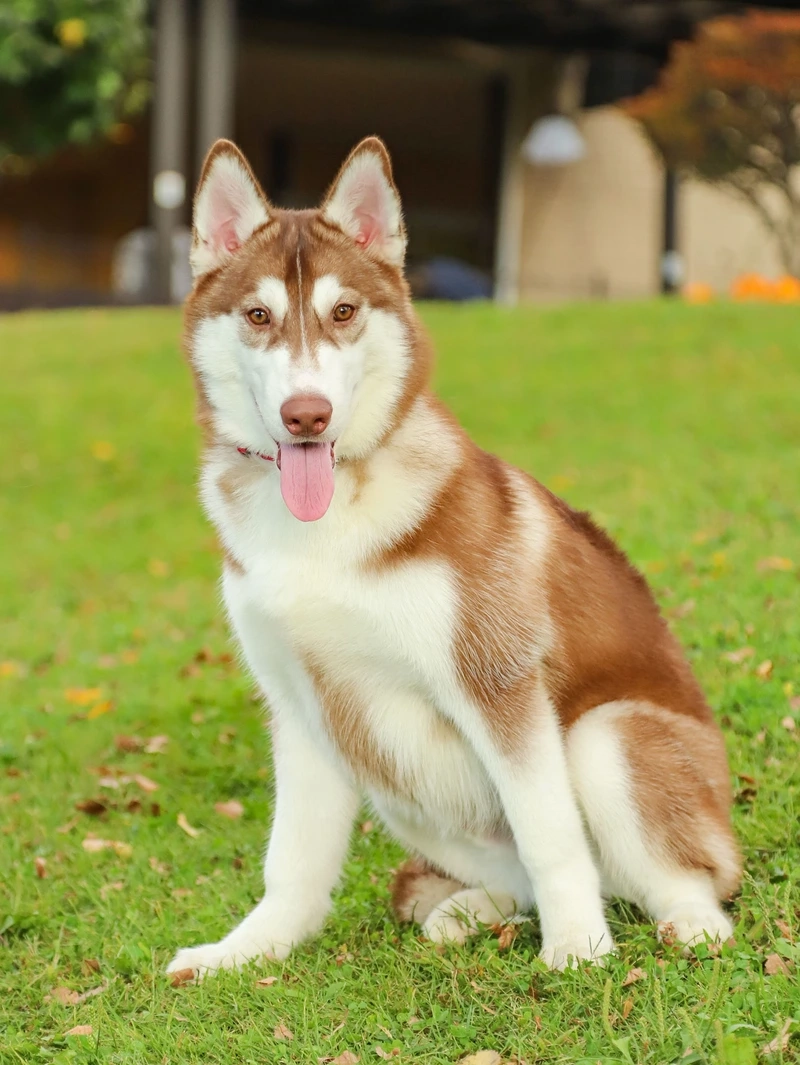 Đi dạo tràn đầy sức sống với chó Husky đi dạo