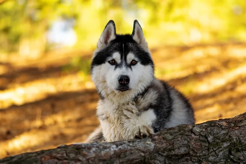 Biểu cảm siêu dễ thương của chó Husky biểu cảm