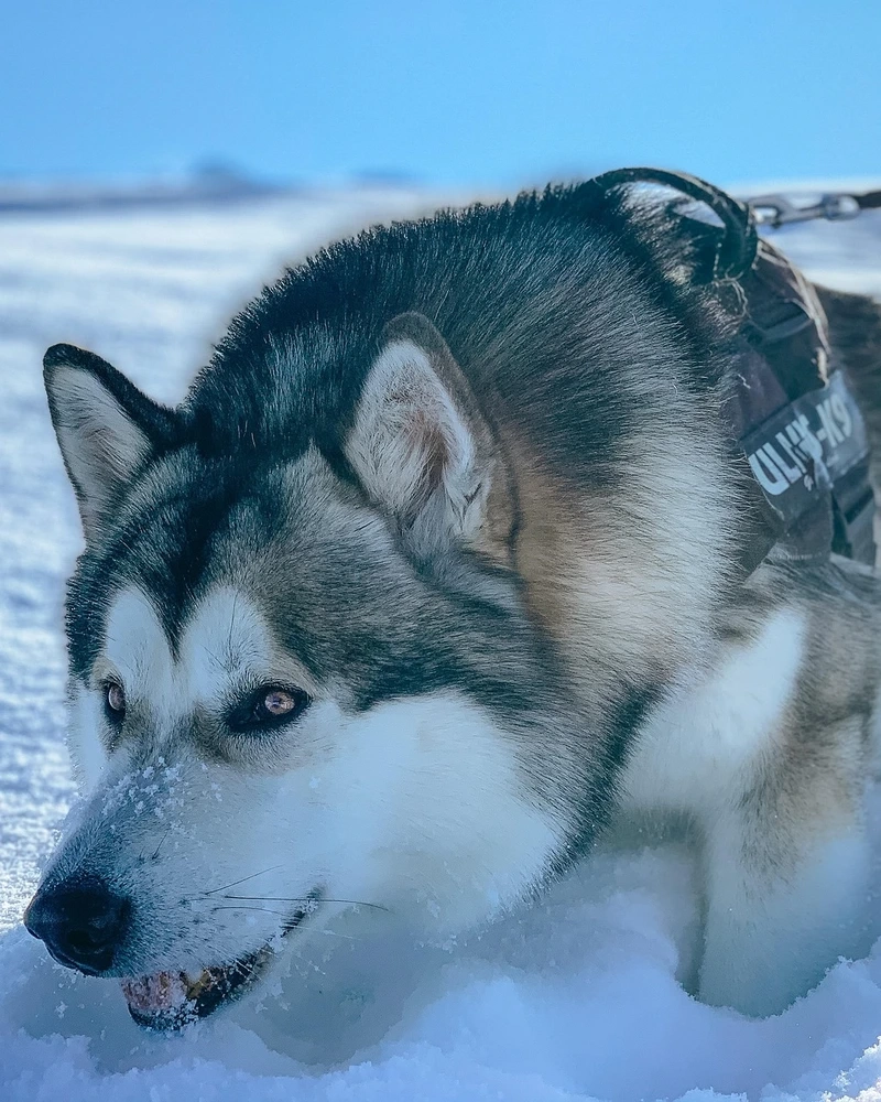 Ngọt ngào xỉu với chó Husky dễ thương