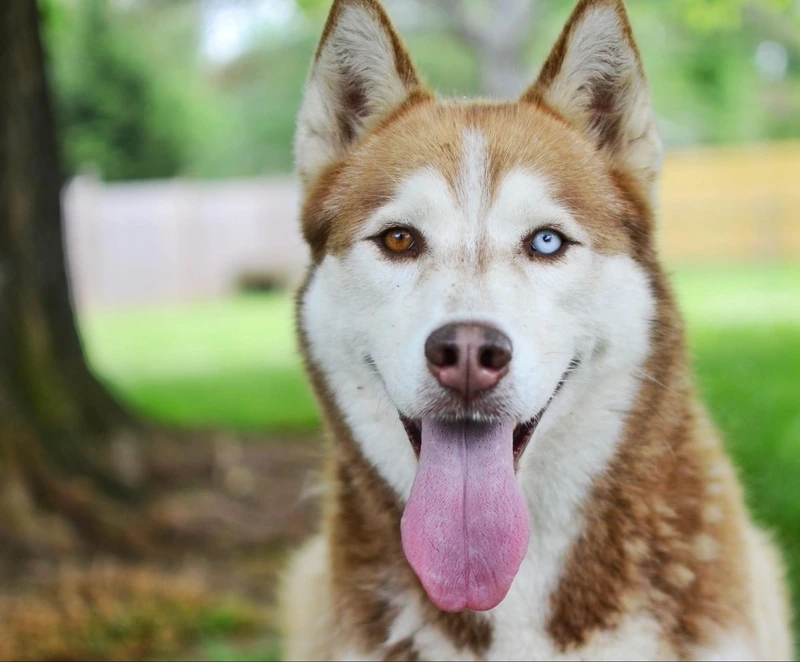 Thần thái cực ngầu của chó Husky ngầu