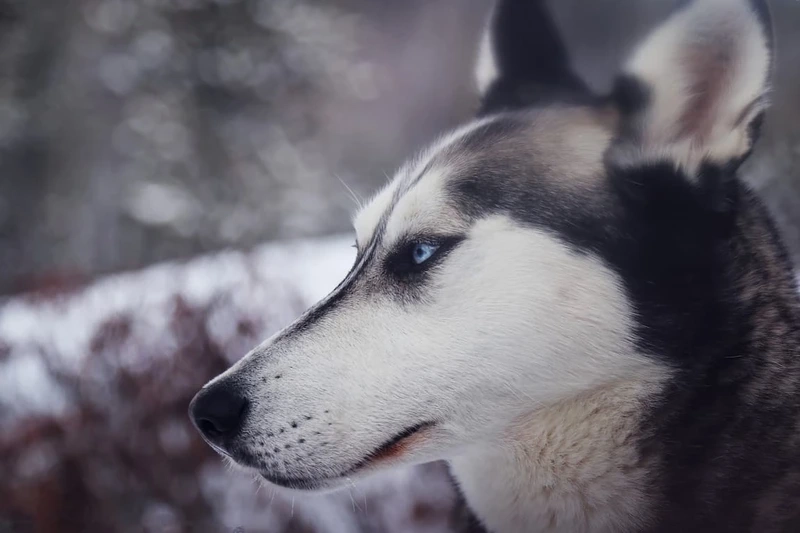 Hình ảnh nổi bật tuyệt đẹp từ hình ảnh chó Husky đẹp
