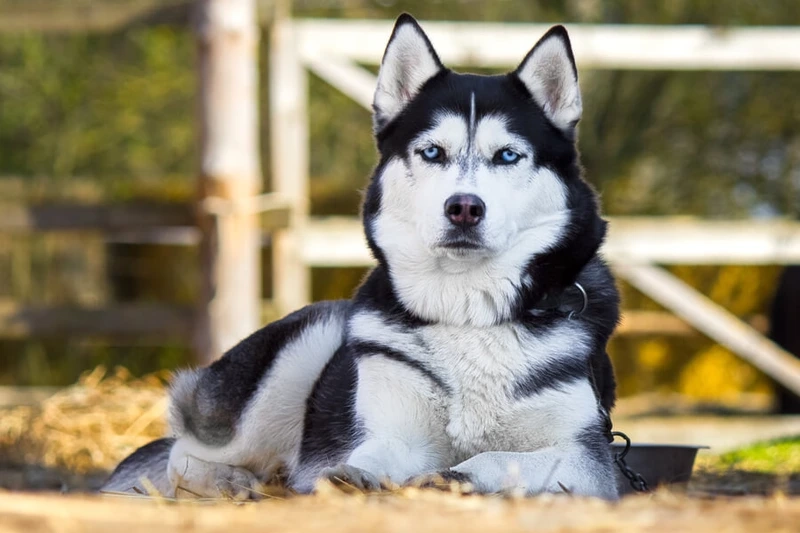 Ngáo đáng yêu đến xỉu với chó Husky ngáo