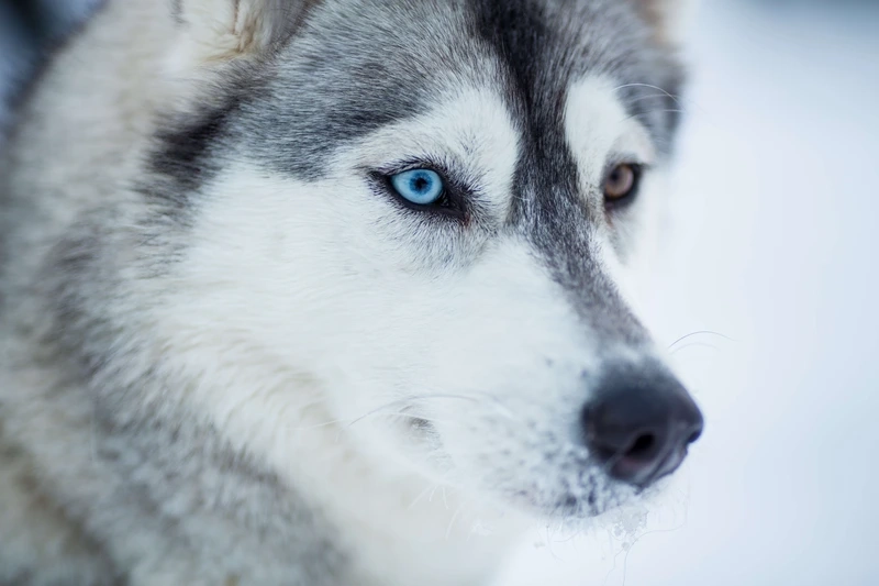 Cute xỉu tan chảy cùng chó Husky cute