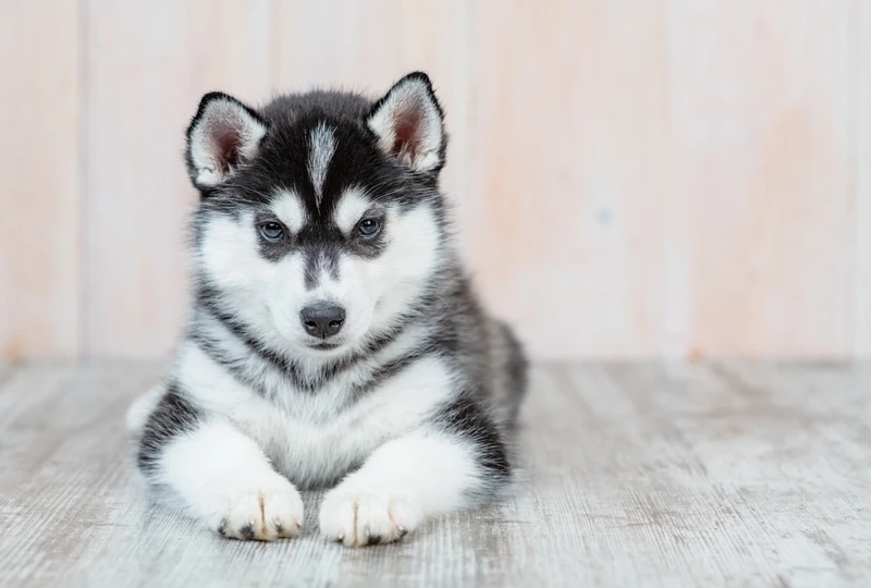 Ngáo to dễ thương là chó Husky đại ngáo