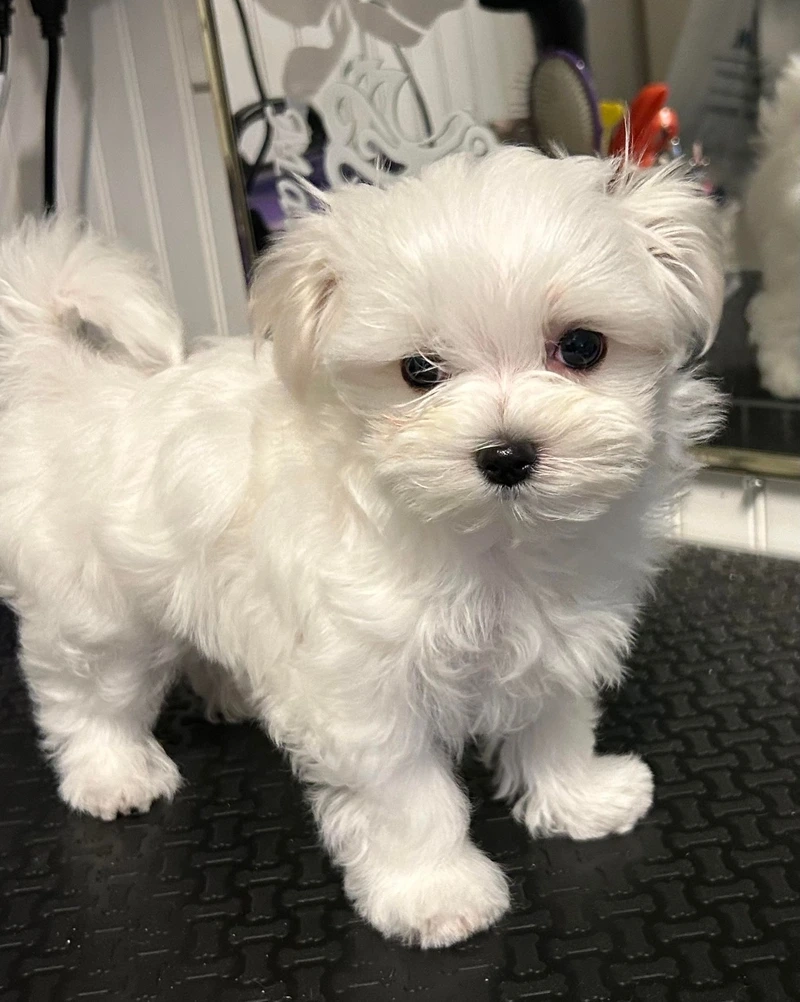 Cưng xỉu trước dáng nhỏ nhắn của chó Maltese mini