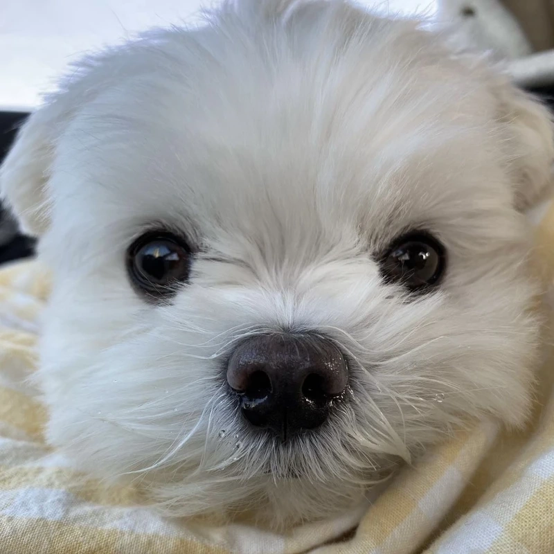 Tan chảy bởi nét đáng yêu của chó Maltese cute