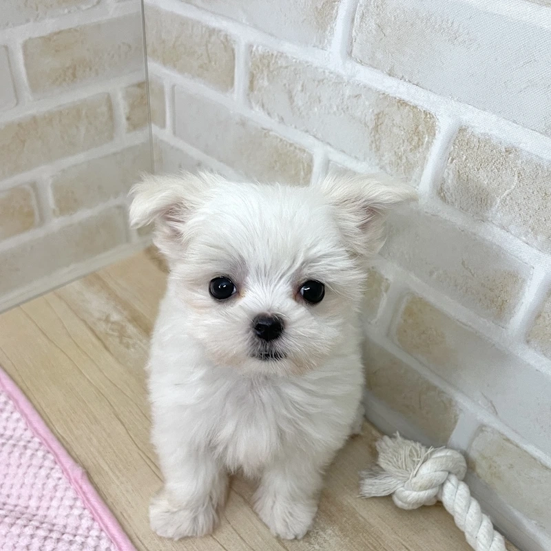 Mỗi góc nhìn đều tỏa sáng trong ảnh Maltese đẹp