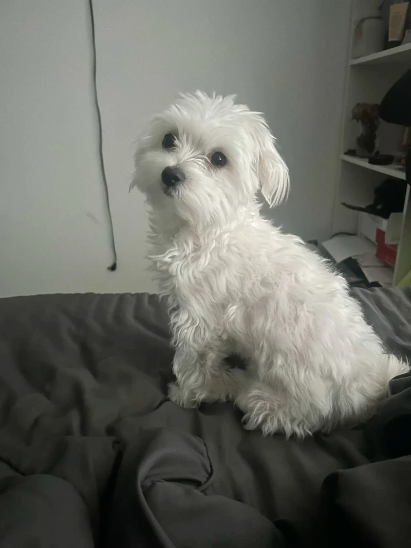Tạo phong cách dễ thương cùng avatar chó Maltese