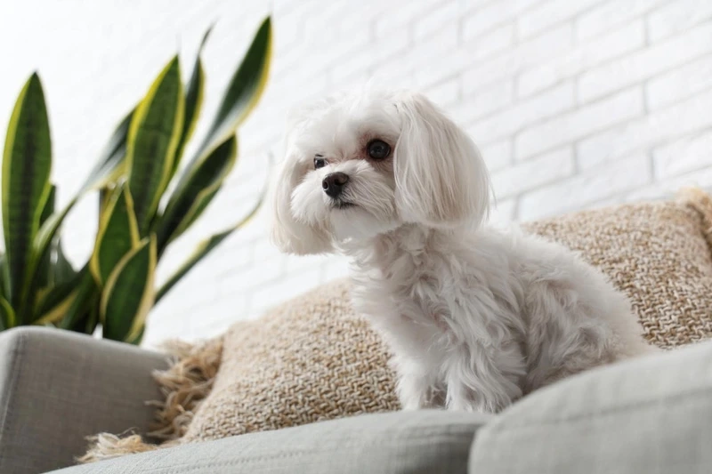 Bé nhỏ nhưng nổi bật như chó Maltese con