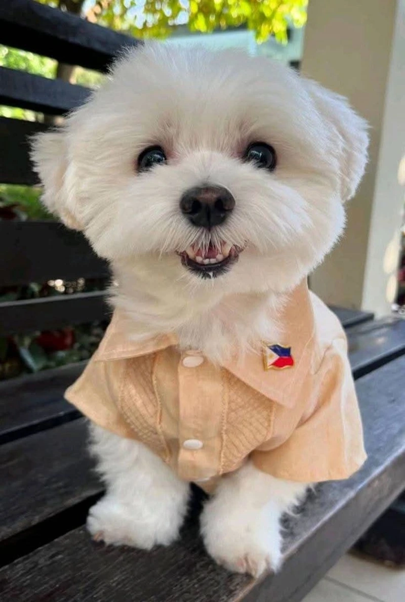 Tràn đầy năng lượng qua chó Maltese chơi đùa