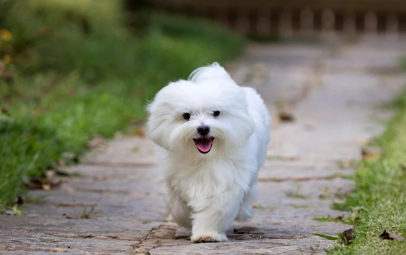 Đáng yêu hết nấc cùng chó Maltese cute xỉu