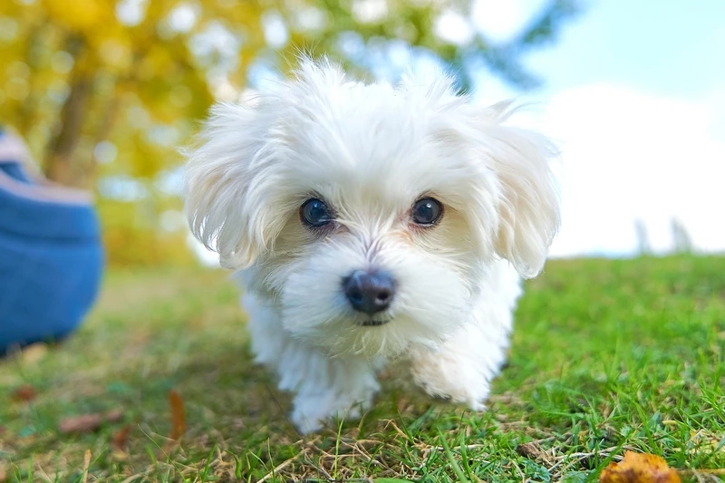 Tự tin và cuốn hút với chó Maltese thả dáng