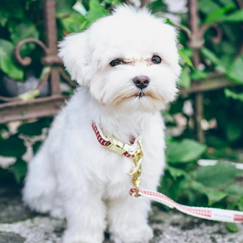 Vẻ đẹp thuần chất từ ảnh Maltese thuần chủng