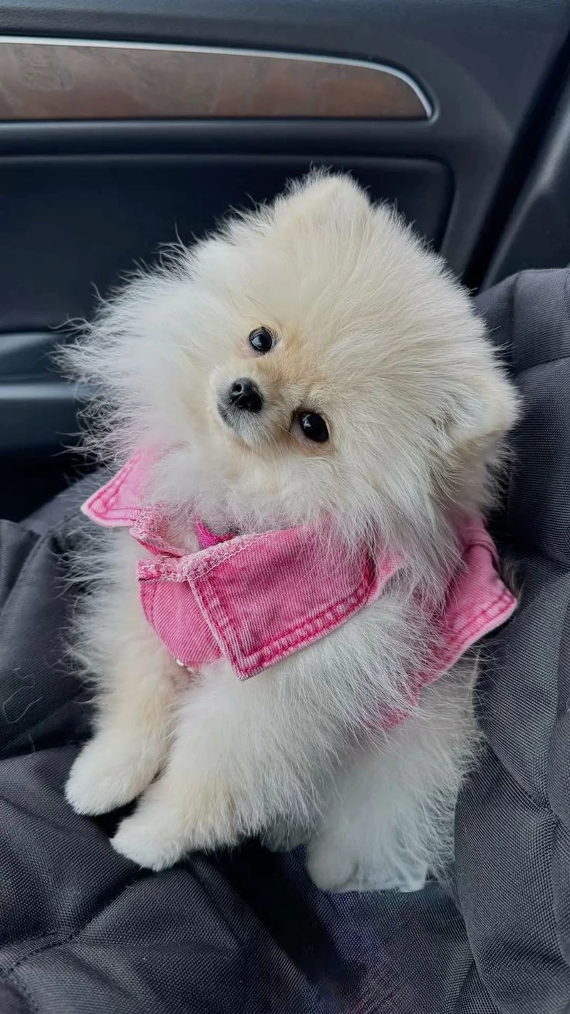 Nụ cười rạng rỡ từ Chó Phốc Sóc cute